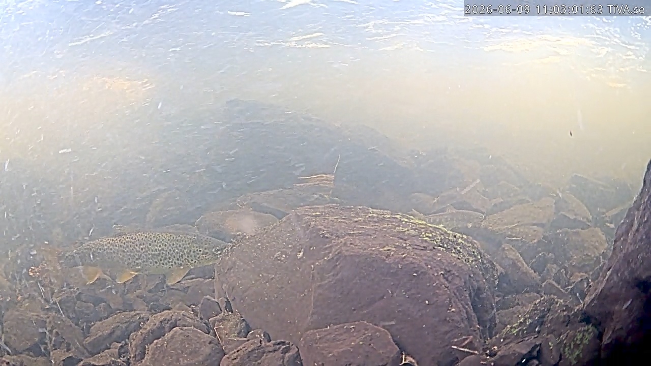 Video 2026-06-09 11:03