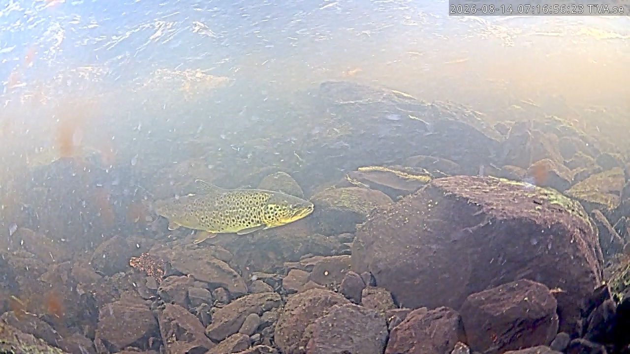 Video 2026-08-14 07:37