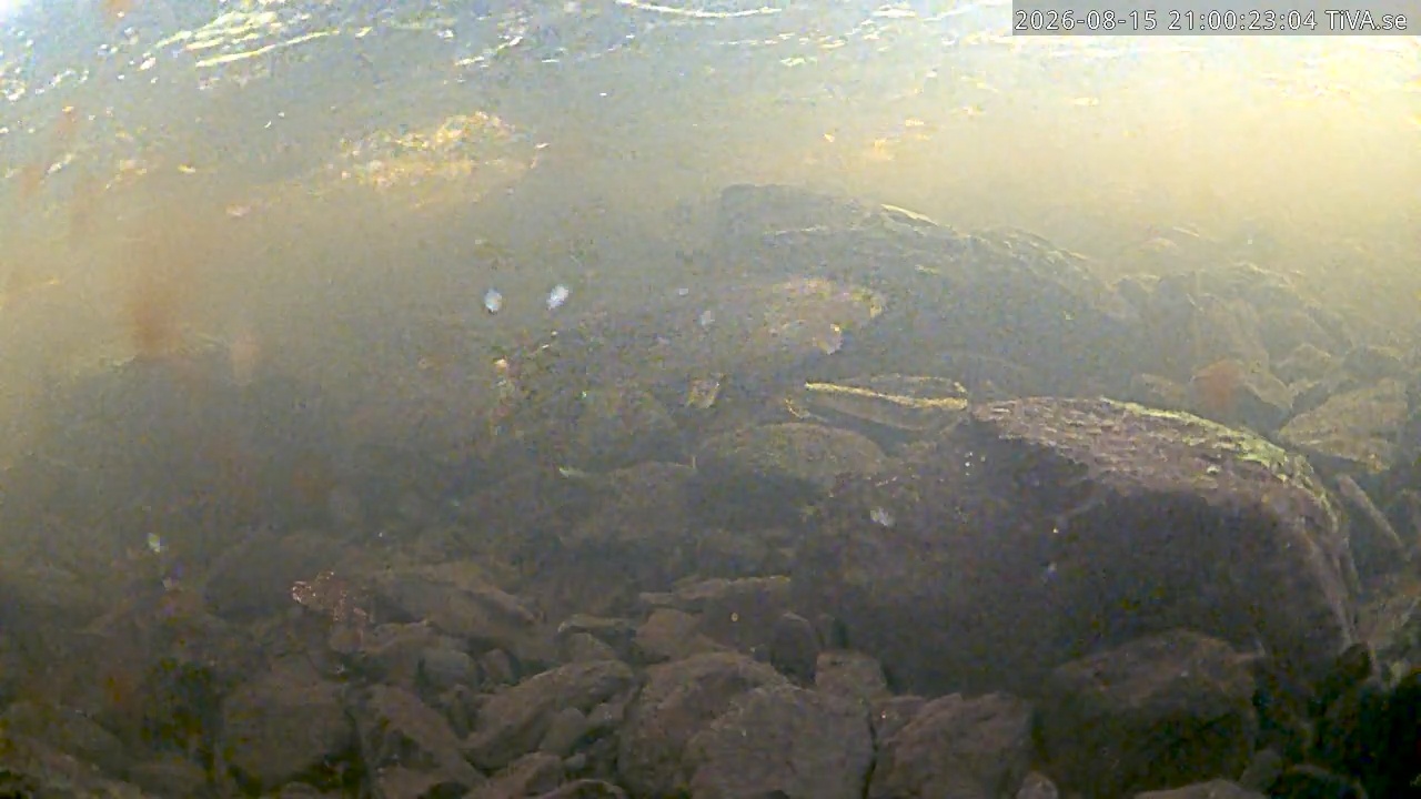 Video 2026-08-15 21:00