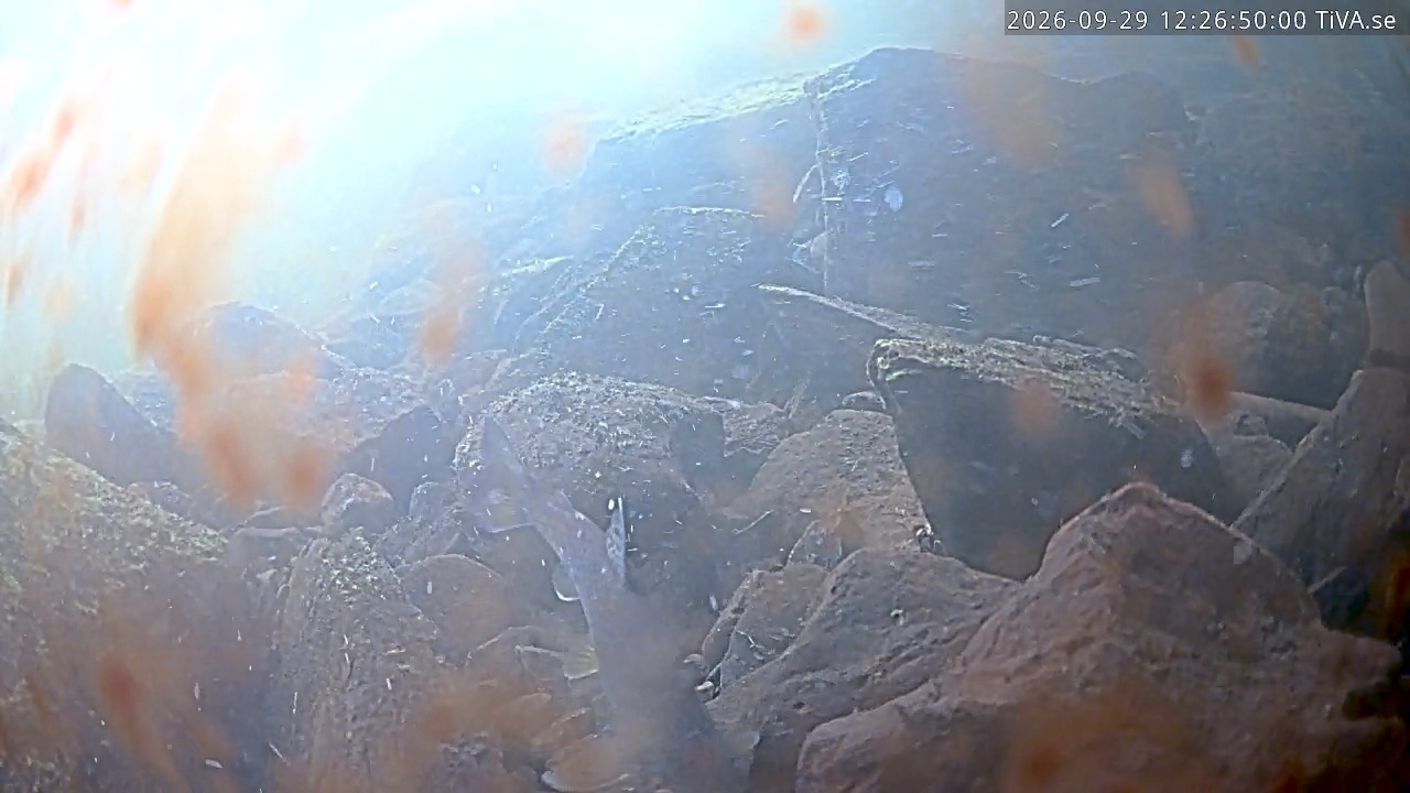 Video 2026-09-29 12:26