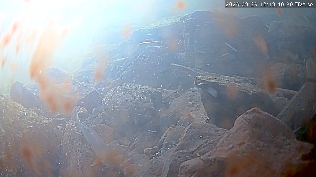 Video 2026-09-29 12:19