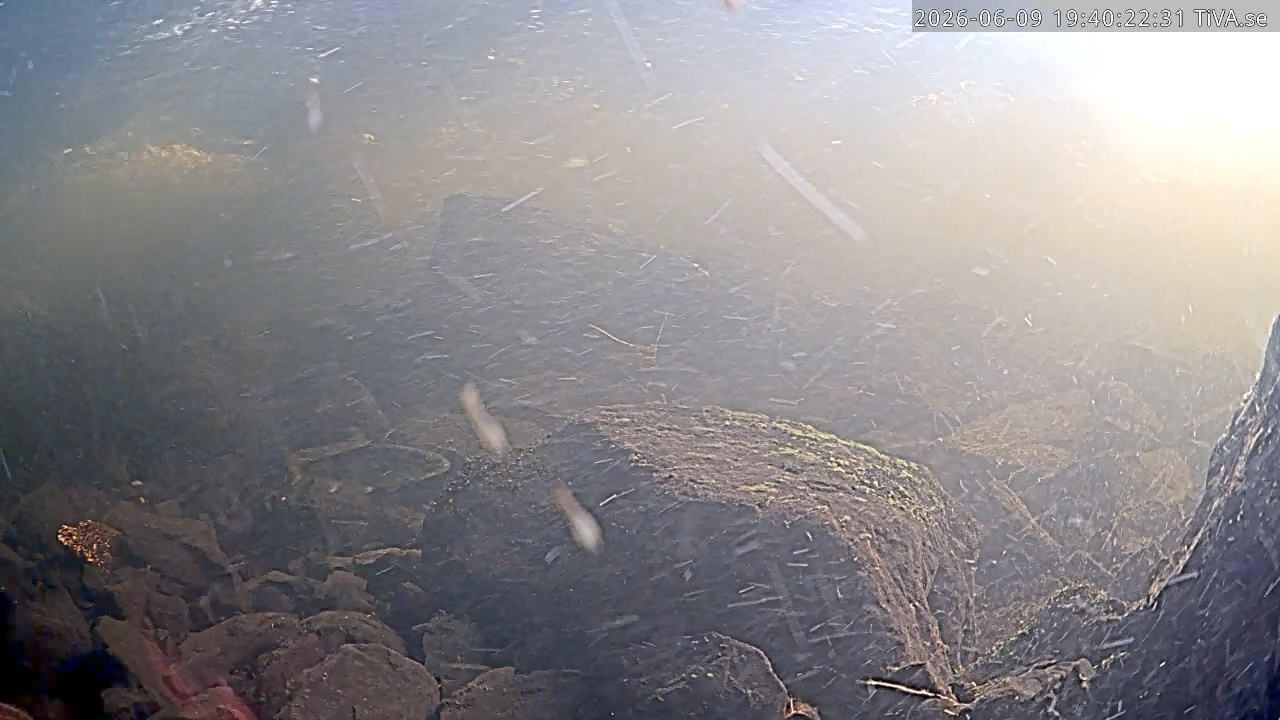 Video 2026-06-09 19:40