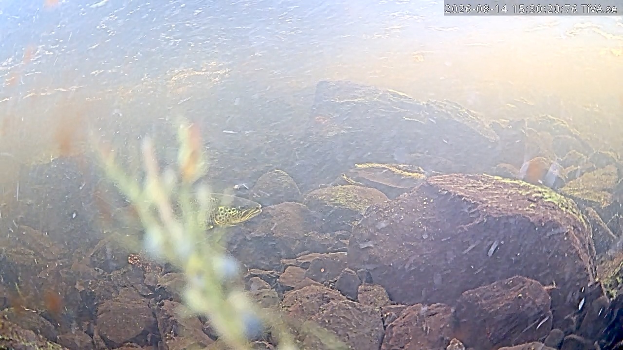 Video 2026-08-14 15:30