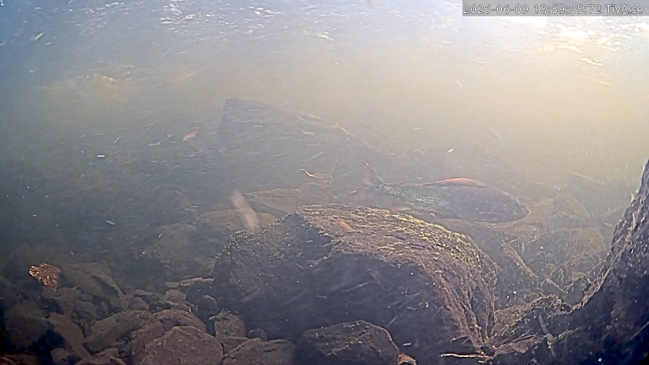 Video 2026-06-09 18:59