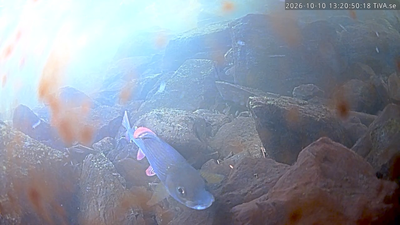 Video 2026-10-10 13:20