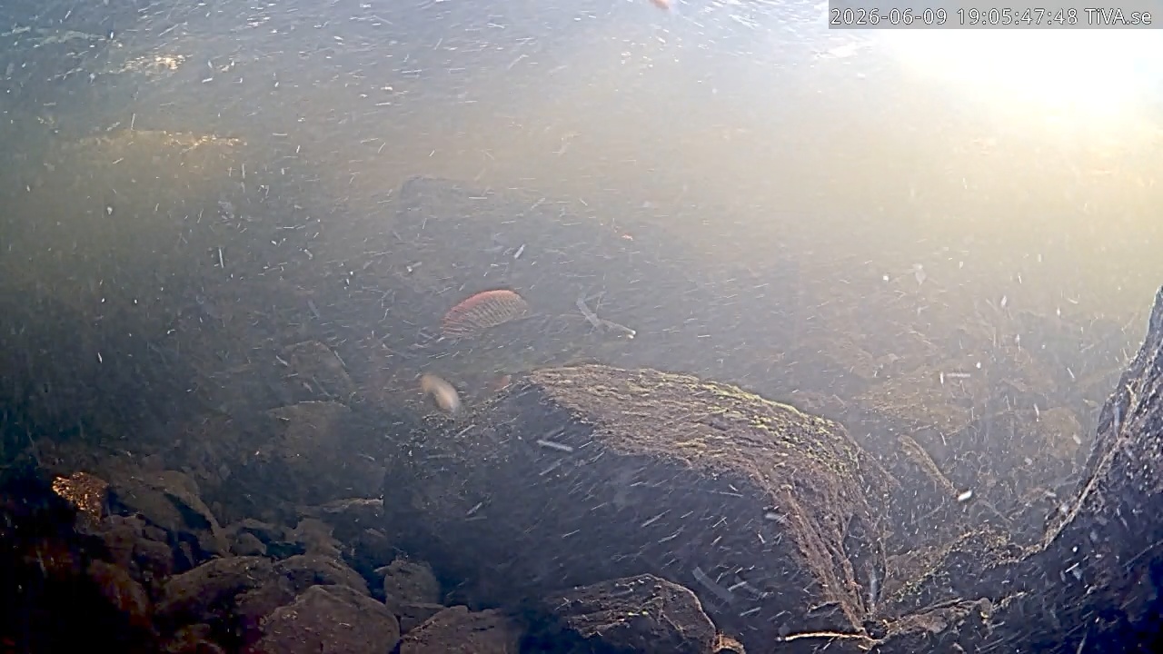 Video 2026-06-09 19:06