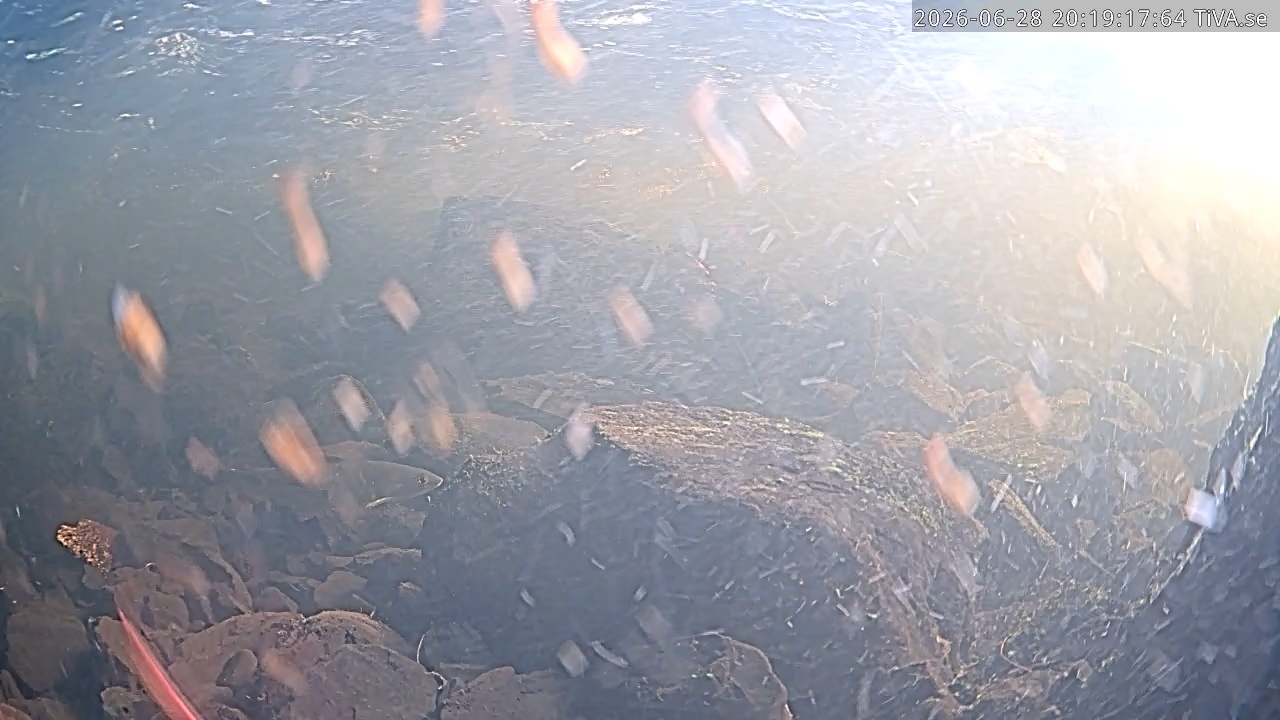 Video 2026-06-28 20:20