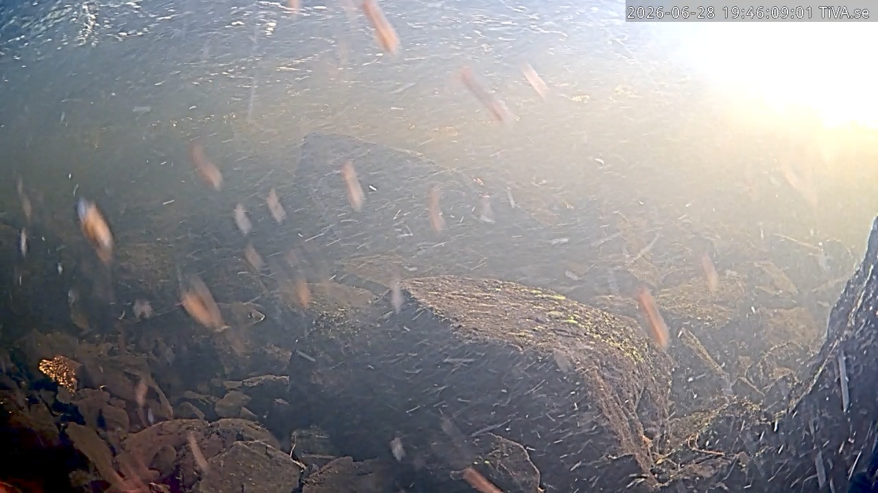Video 2026-06-28 19:46