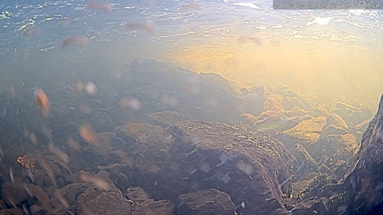 Video 2026-07-01 16:06