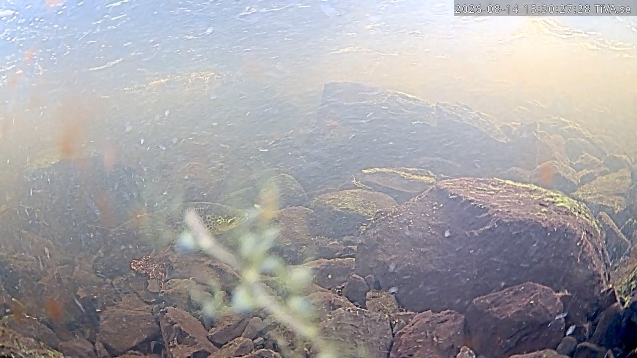 Video 2026-08-14 15:31
