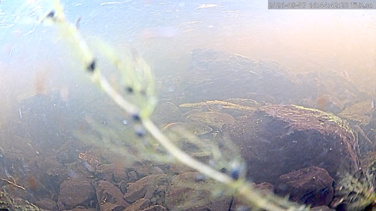 Video 2026-08-07 16:45