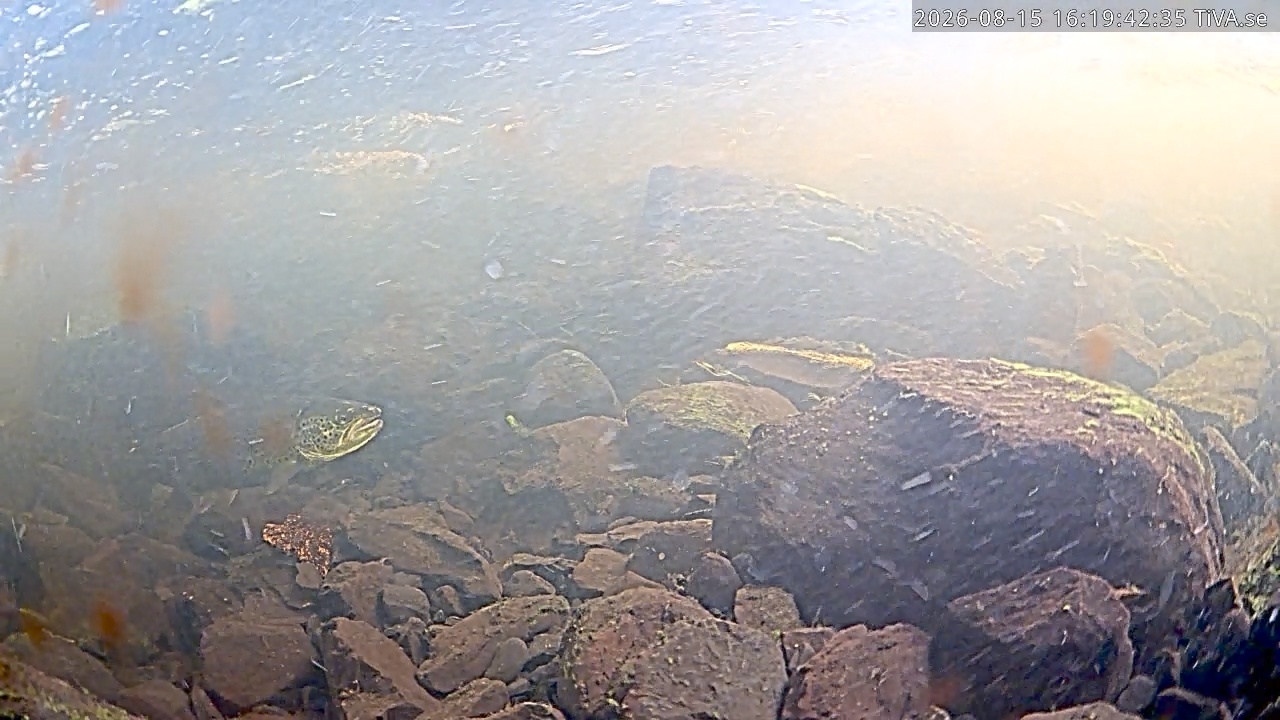 Video 2026-08-15 16:19