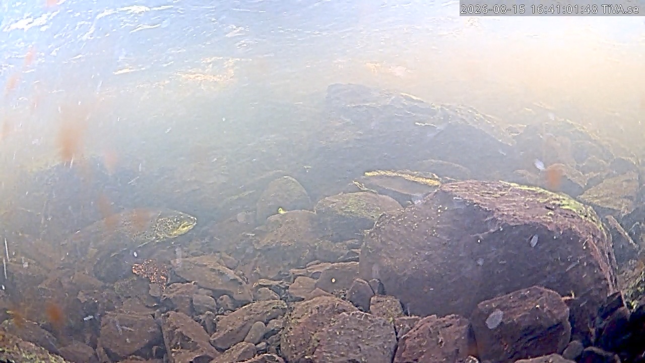 Video 2026-08-15 16:41