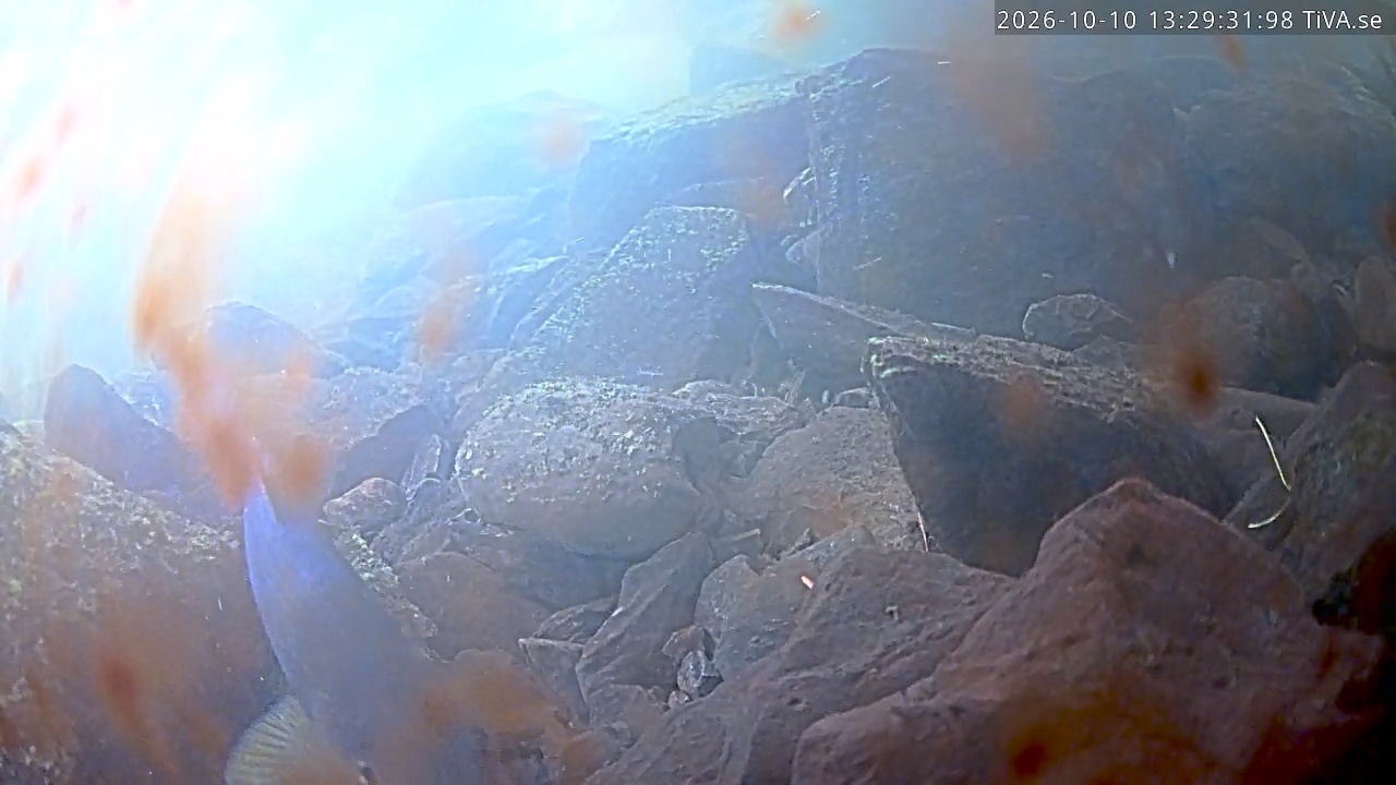 Video 2026-10-10 13:29