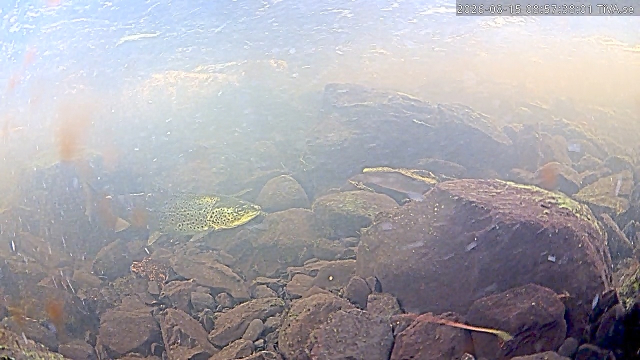 Video 2026-08-15 08:59