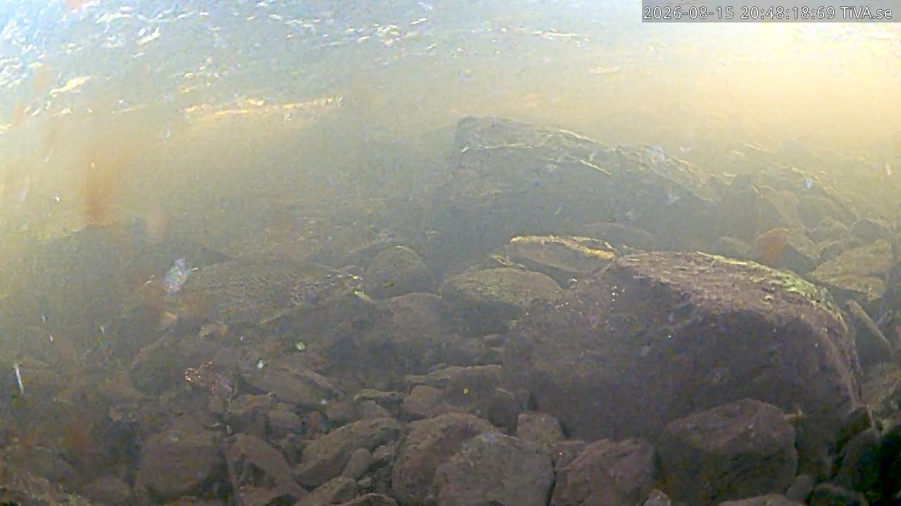 Video 2026-08-15 20:48