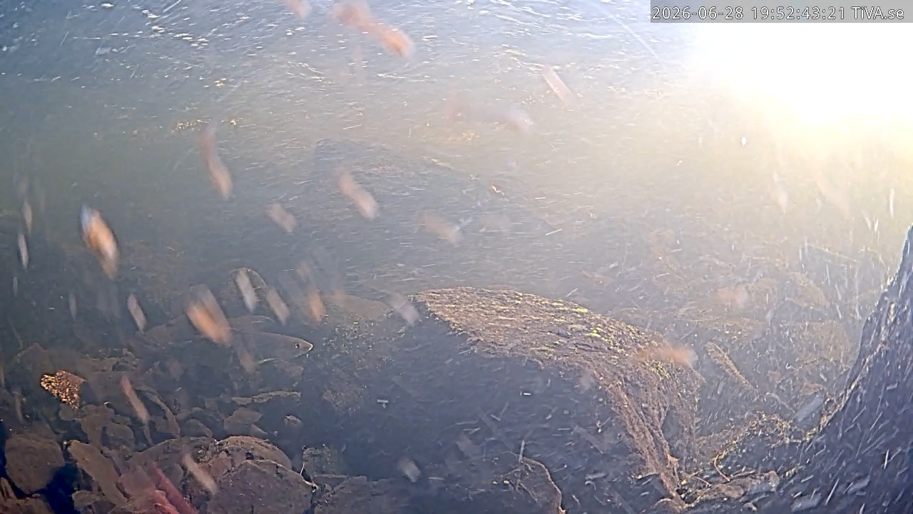 Video 2026-06-28 19:52