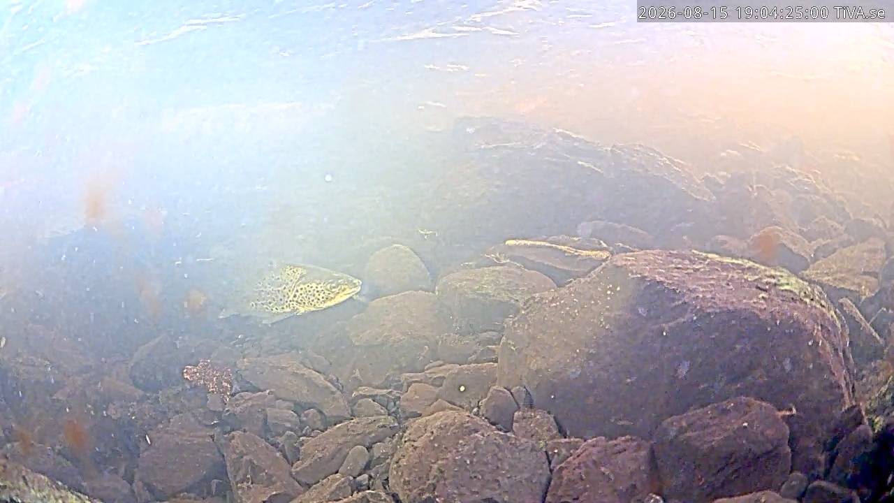 Video 2026-08-15 19:04