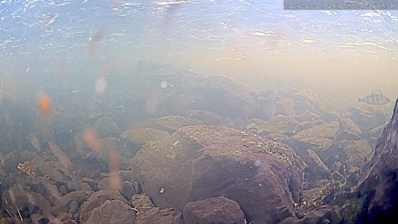 Video 2026-07-01 09:08