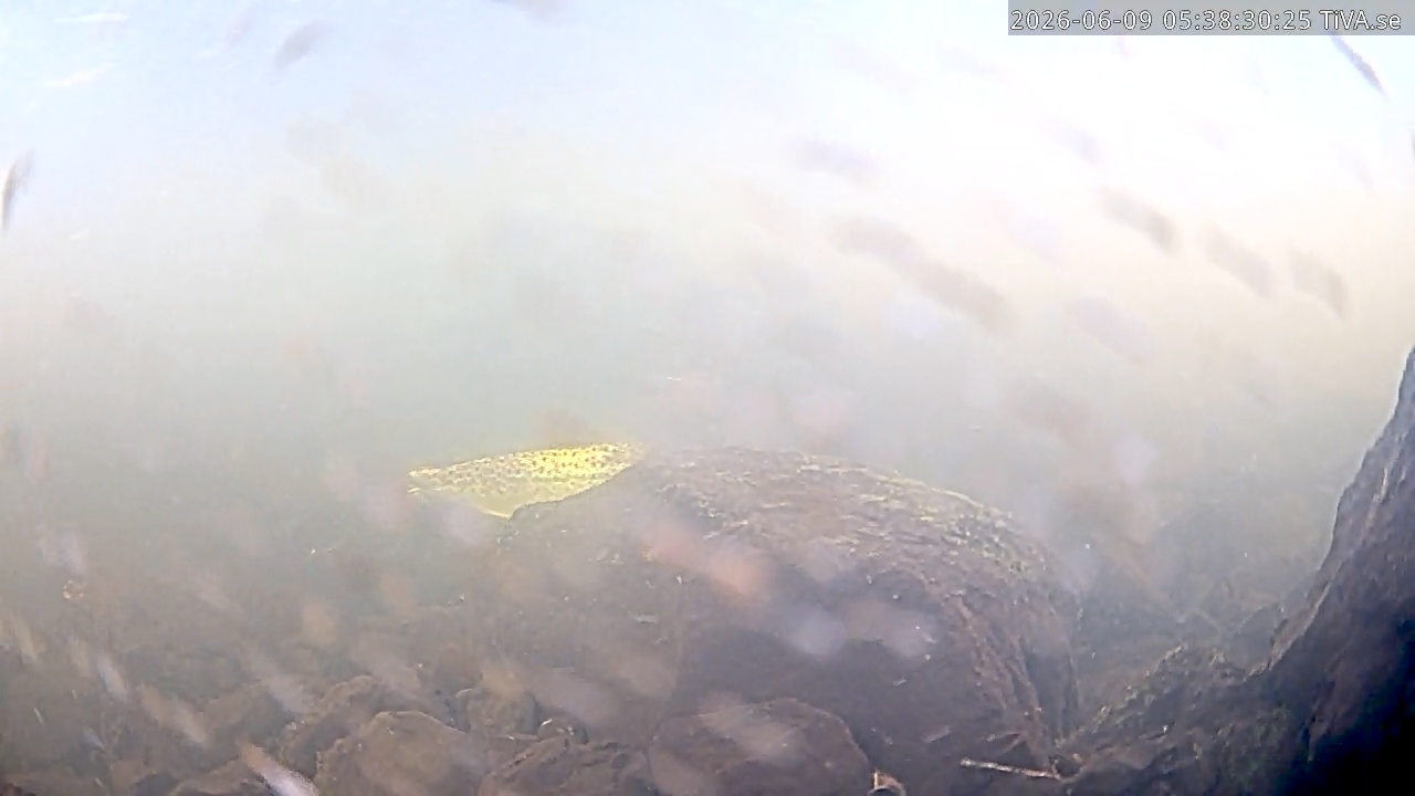 Video 2026-06-09 05:38