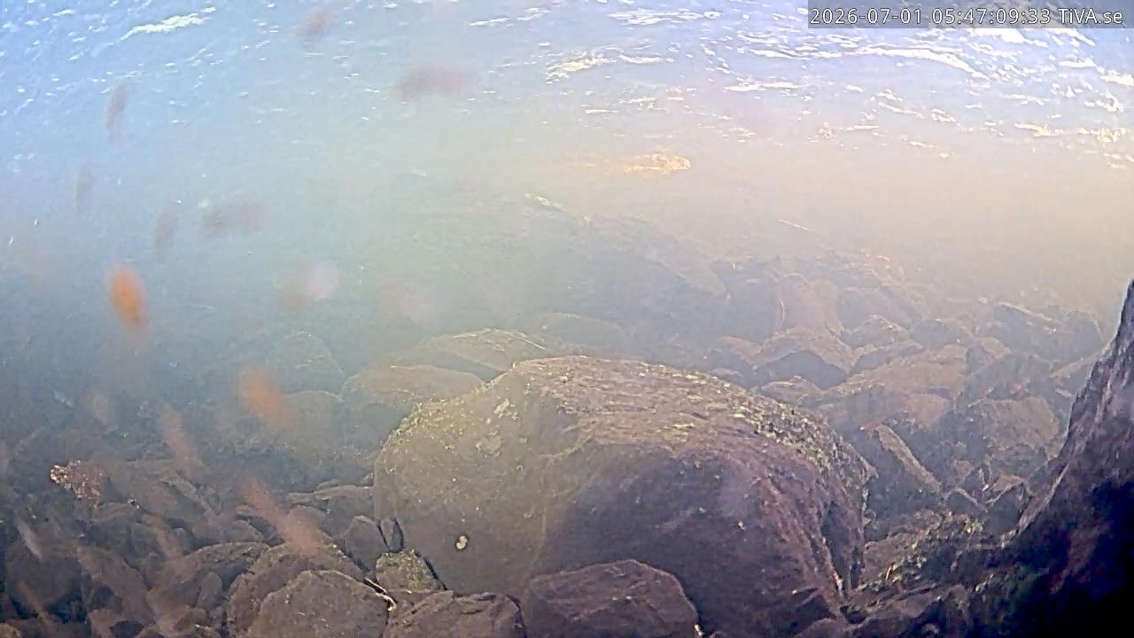 Video 2026-07-01 05:47