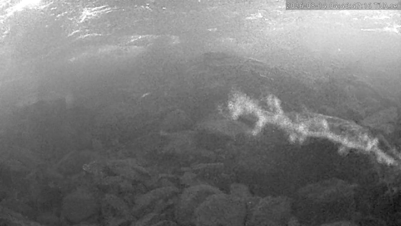 Video 2026-08-14 04:46