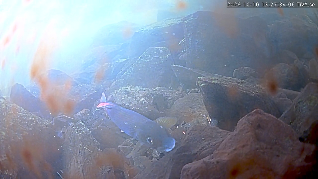 Video 2026-10-10 13:27