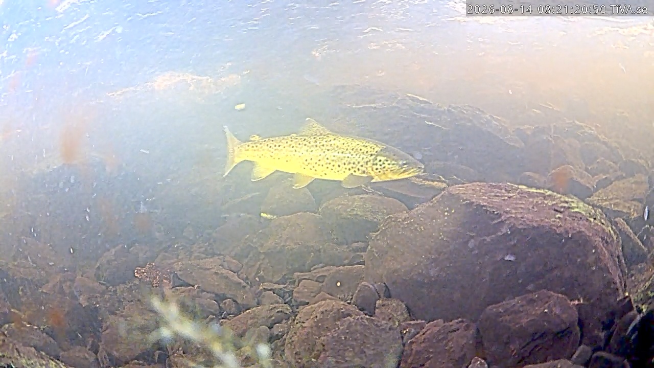 Video 2026-08-14 08:31