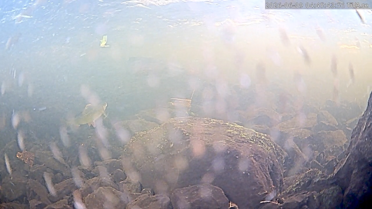 Video 2026-06-09 04:45