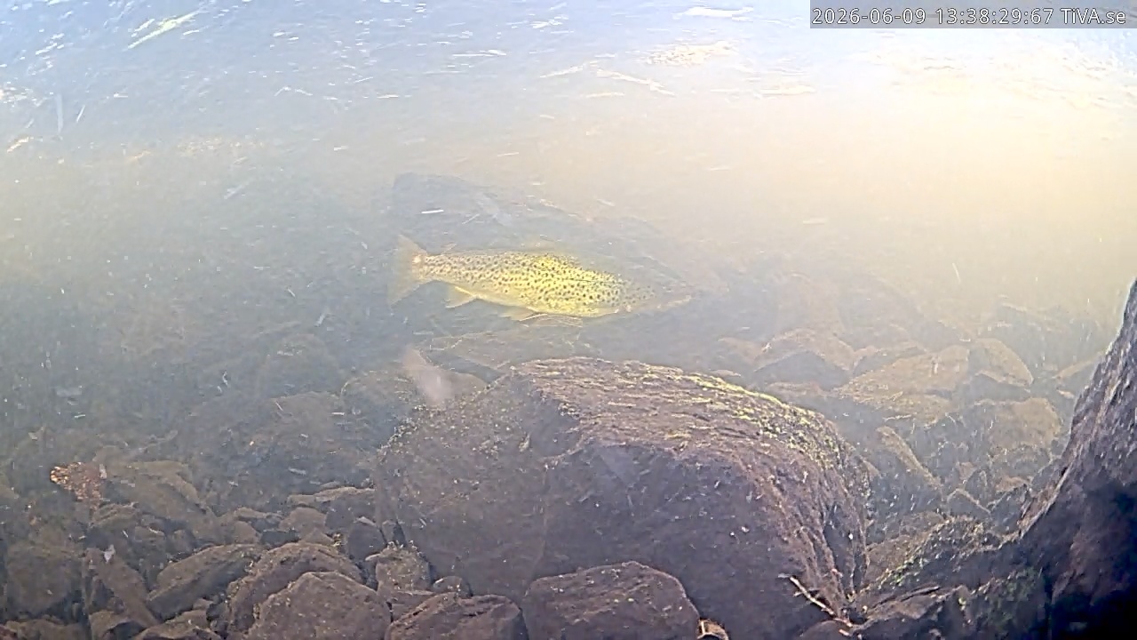 Video 2026-06-09 13:40