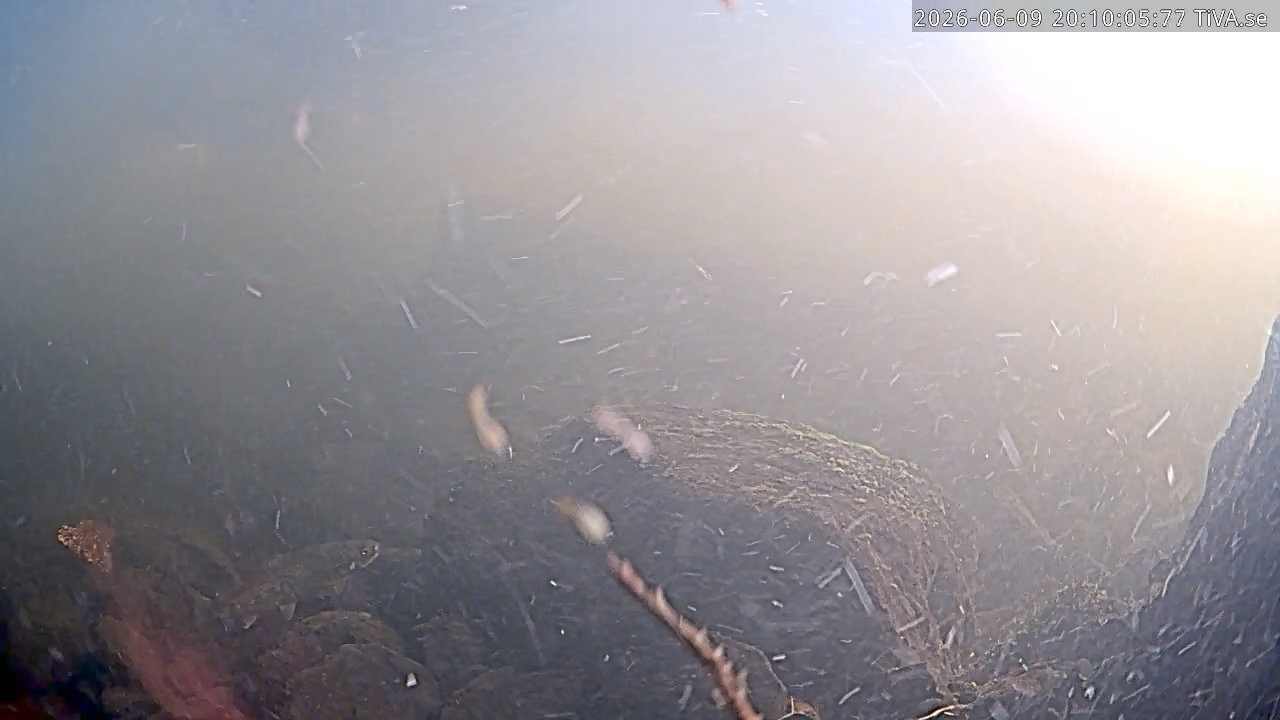 Video 2026-06-09 20:10