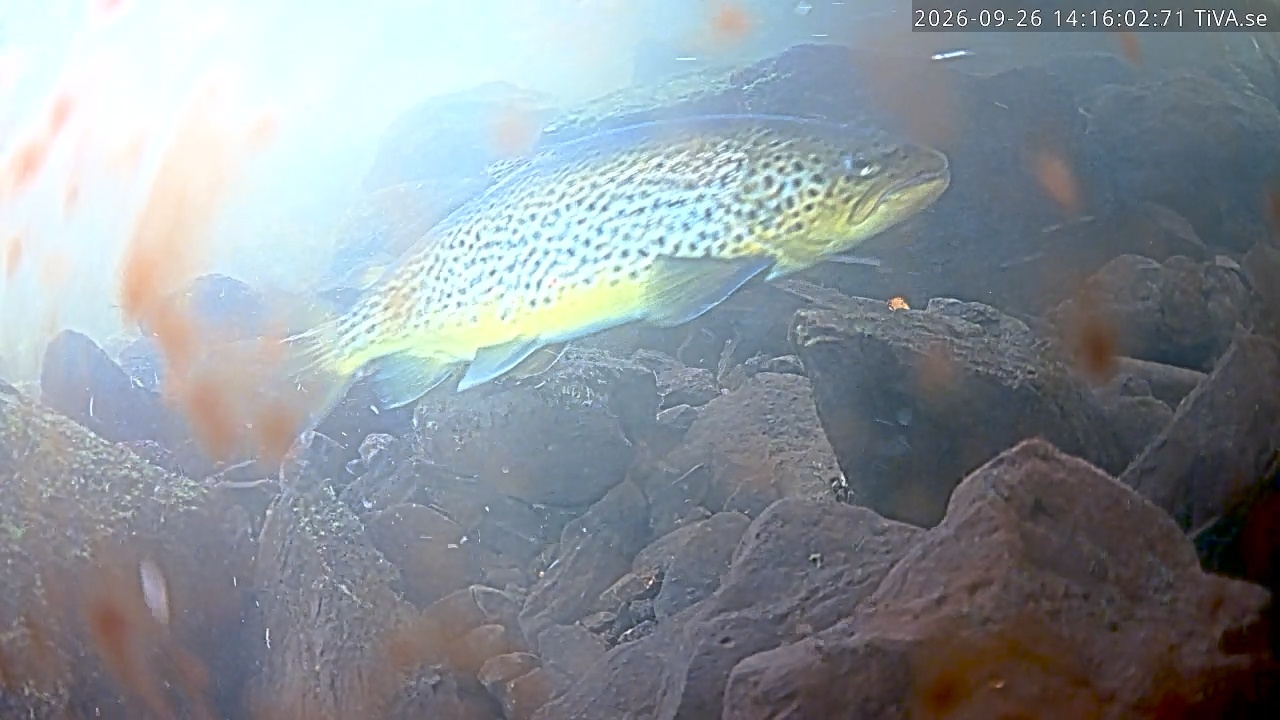 Video 2026-09-26 14:16