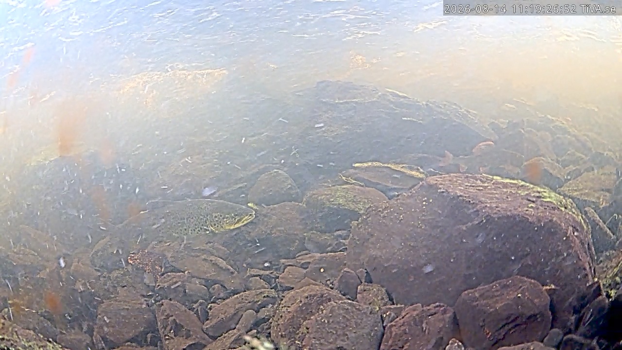 Video 2026-08-14 11:19