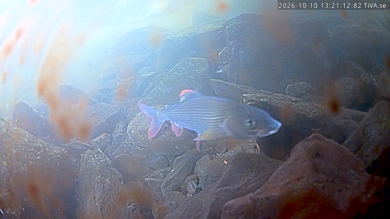 Video 2026-10-10 13:21