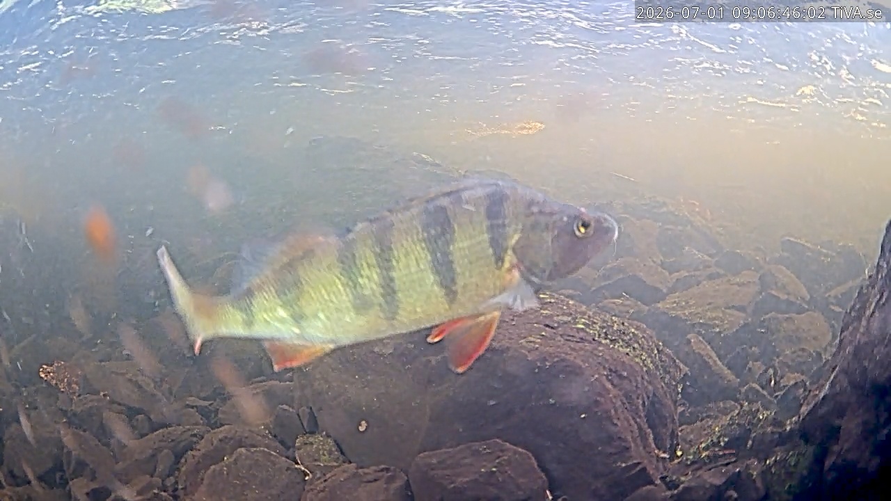 Video 2026-07-01 09:06