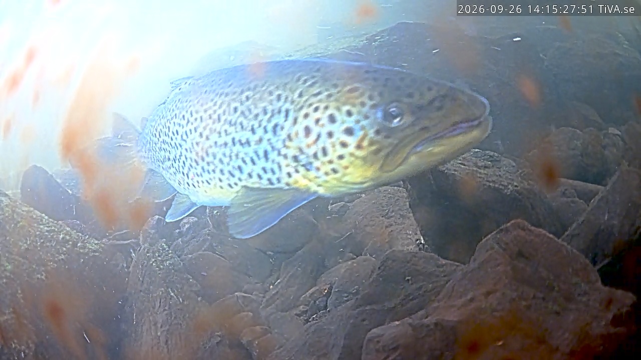Video 2026-09-26 14:15