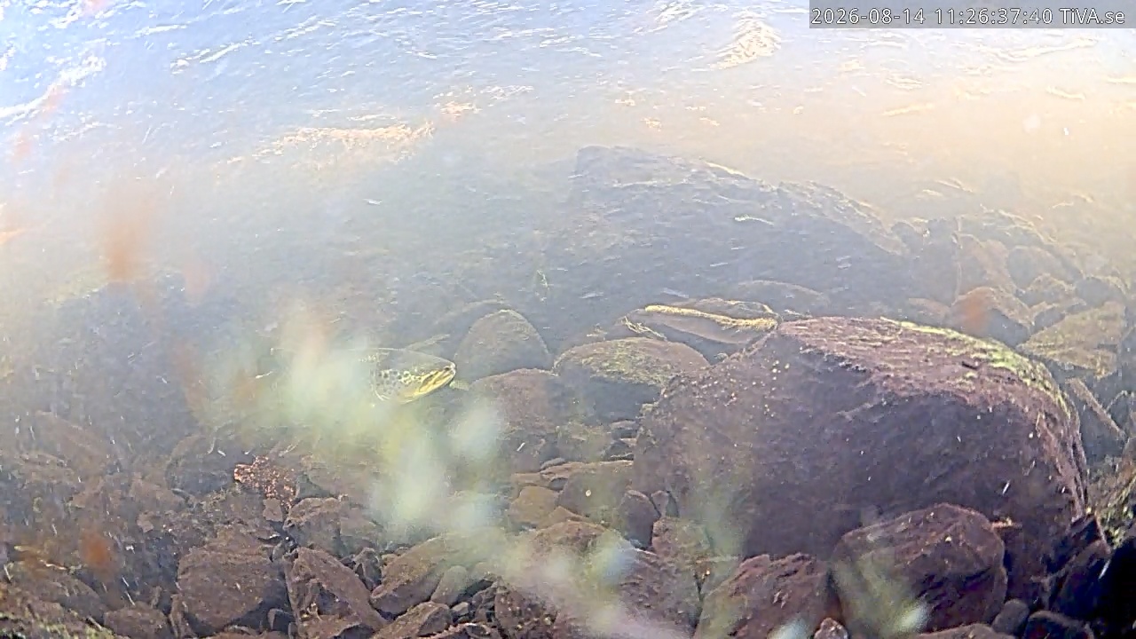 Video 2026-08-14 11:26