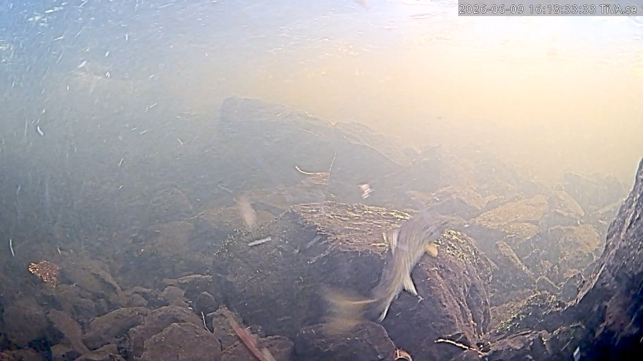 Video 2026-06-09 16:18