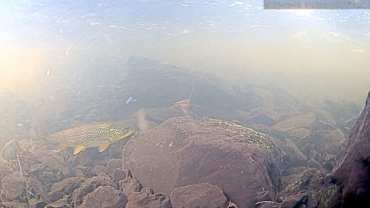 Video 2026-06-09 11:12