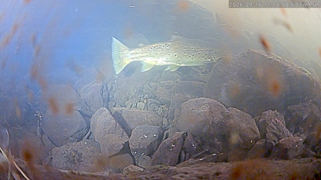 Video 2026-09-15 11:15