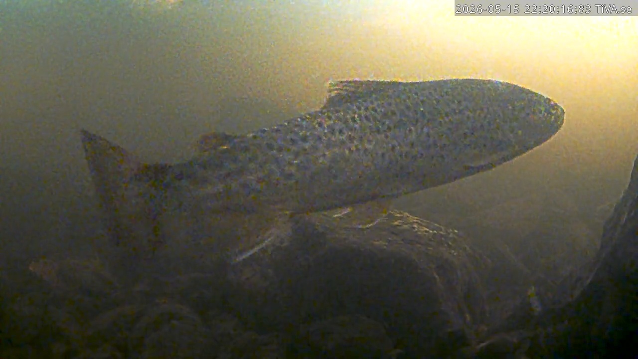Video 2026-05-15 22:20