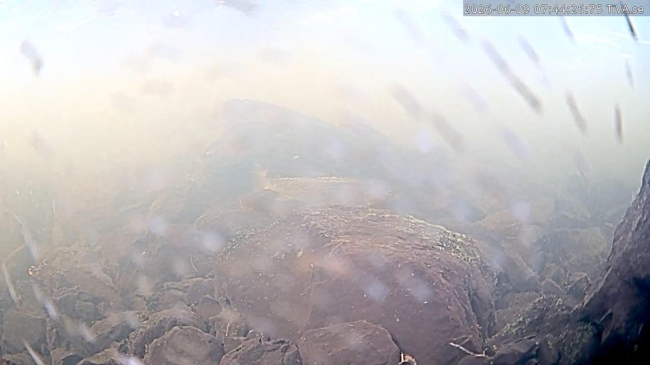 Video 2026-06-09 07:44