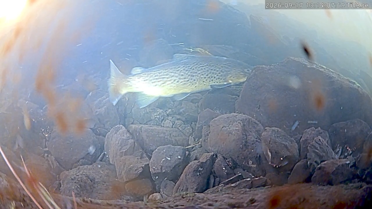 Video 2026-09-17 13:14