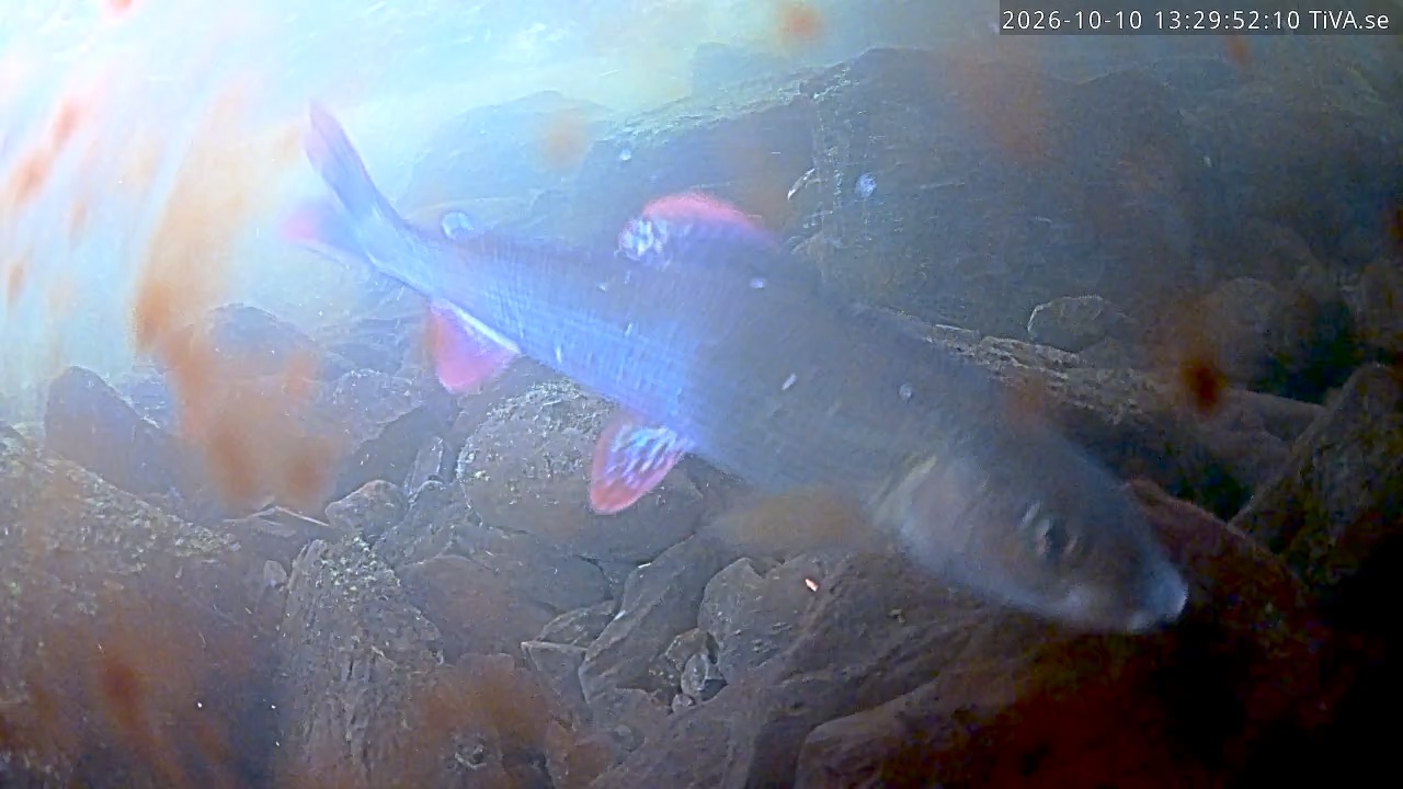 Video 2026-10-10 13:29