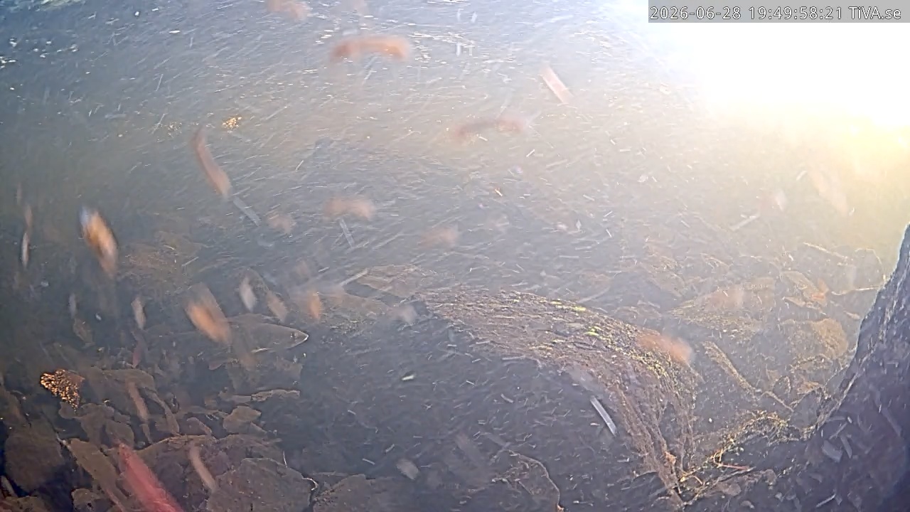 Video 2026-06-28 19:50
