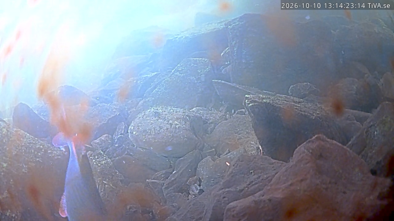 Video 2026-10-10 13:14