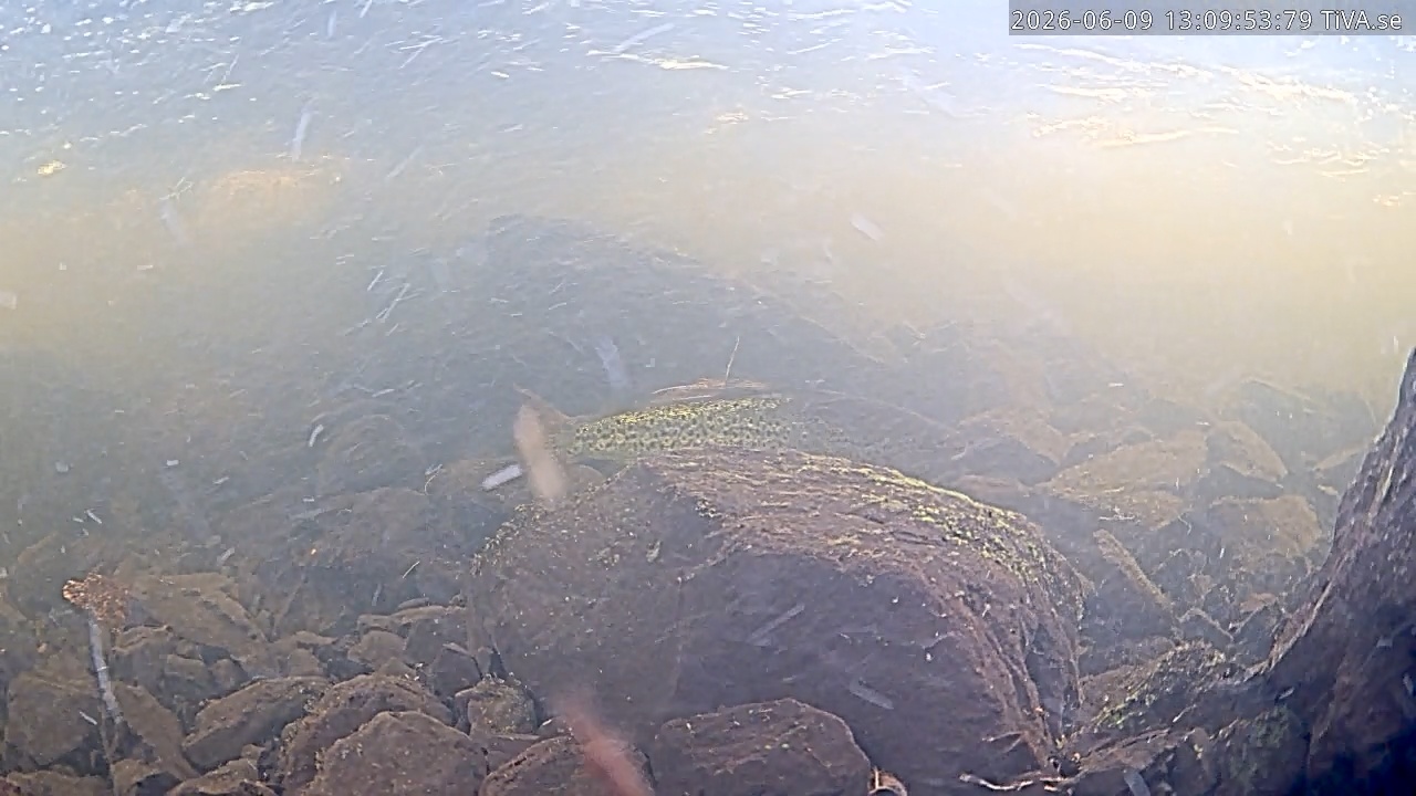 Video 2026-06-09 13:10