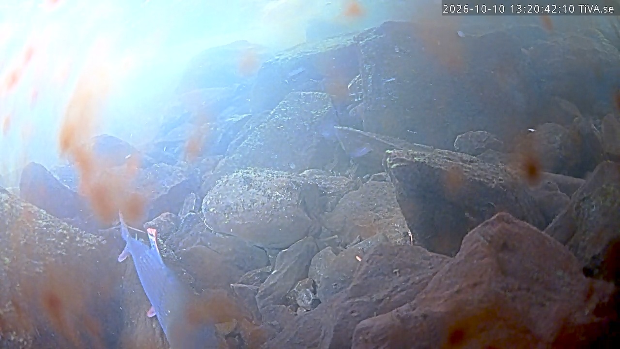Video 2026-10-10 13:20