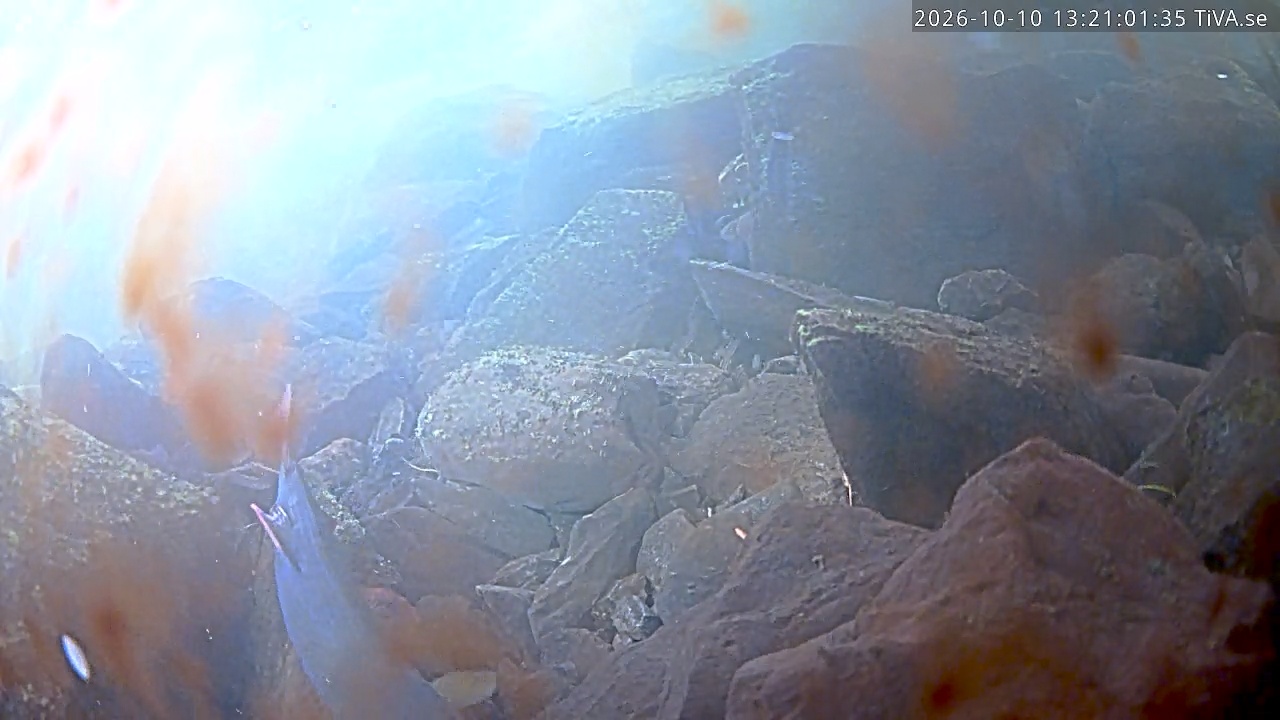 Video 2026-10-10 13:21