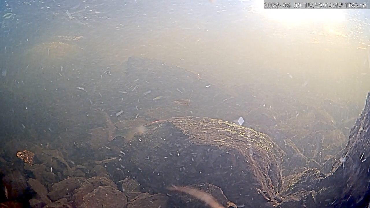Video 2026-06-09 18:59